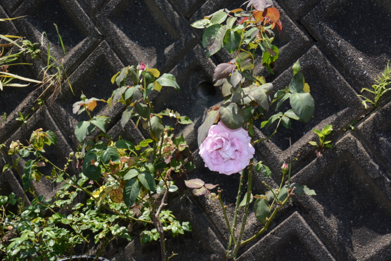 f:id:rotling:20150525104023j:image