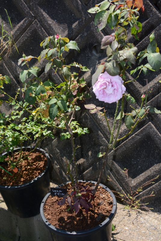 f:id:rotling:20150525104025j:image