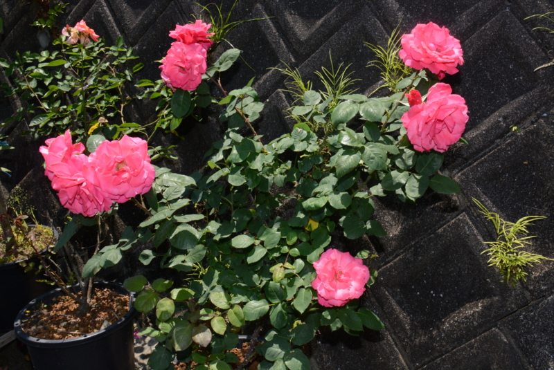 f:id:rotling:20150525104058j:image