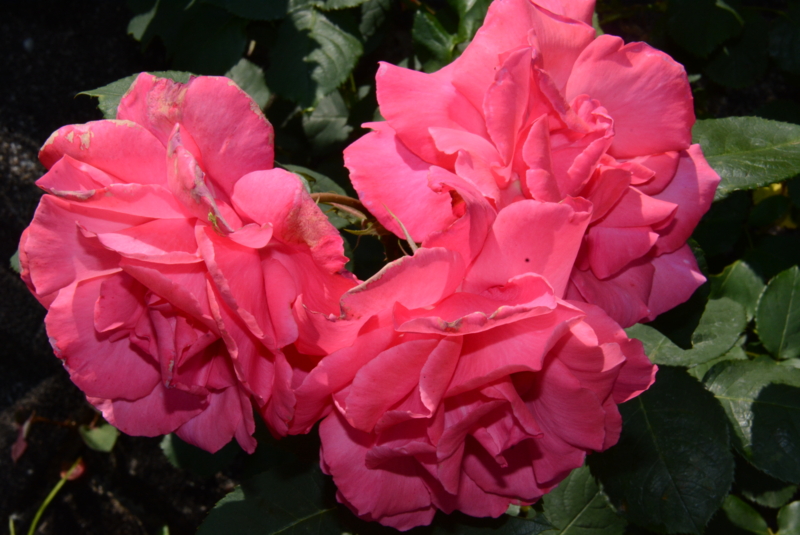 f:id:rotling:20150525104103j:image