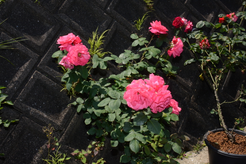 f:id:rotling:20150525104107j:image