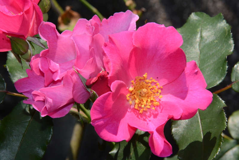 f:id:rotling:20150525104120j:image