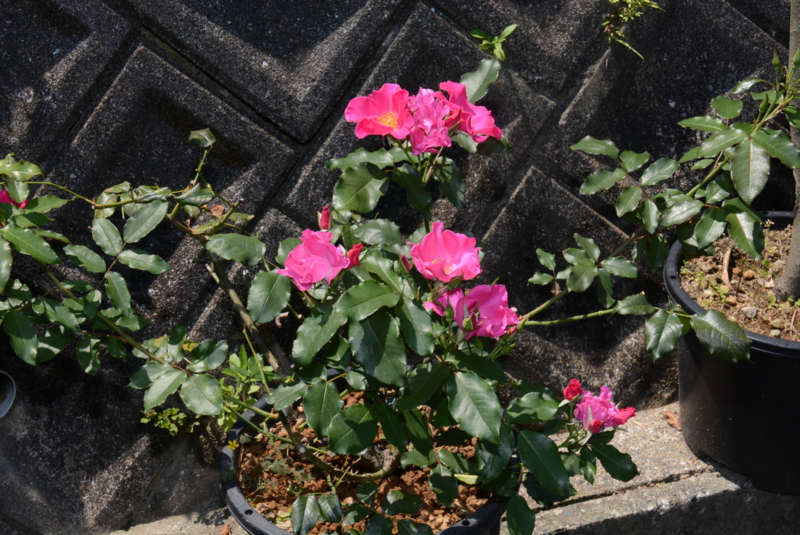 f:id:rotling:20150525104126j:image