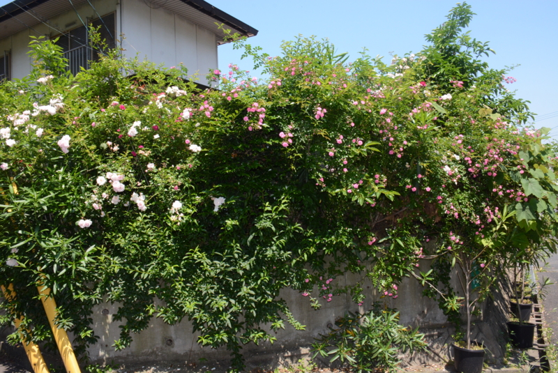 f:id:rotling:20150525104159j:image