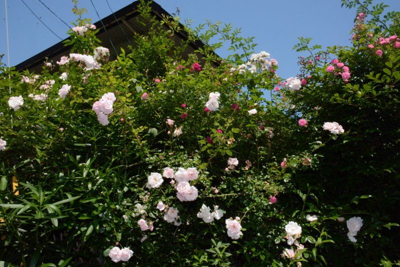 f:id:rotling:20150525104210j:image