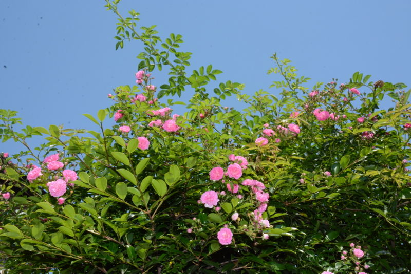 f:id:rotling:20150525104213j:image