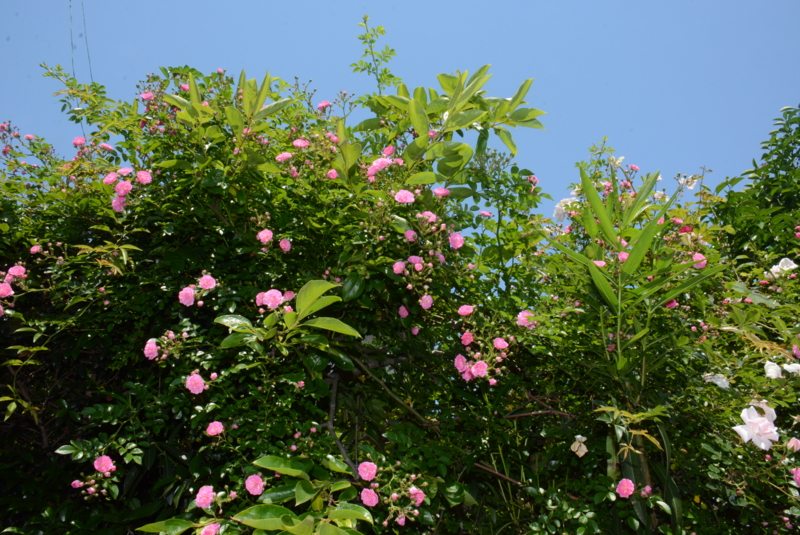 f:id:rotling:20150525104220j:image