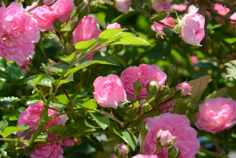 f:id:rotling:20150525104226j:image