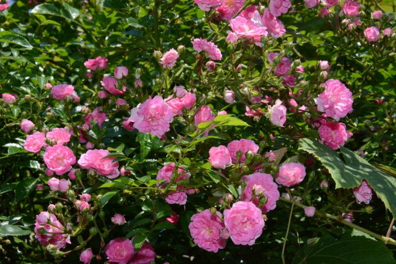 f:id:rotling:20150525104228j:image