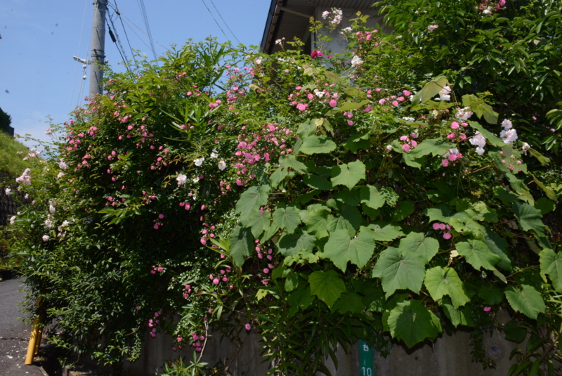 f:id:rotling:20150525104236j:image