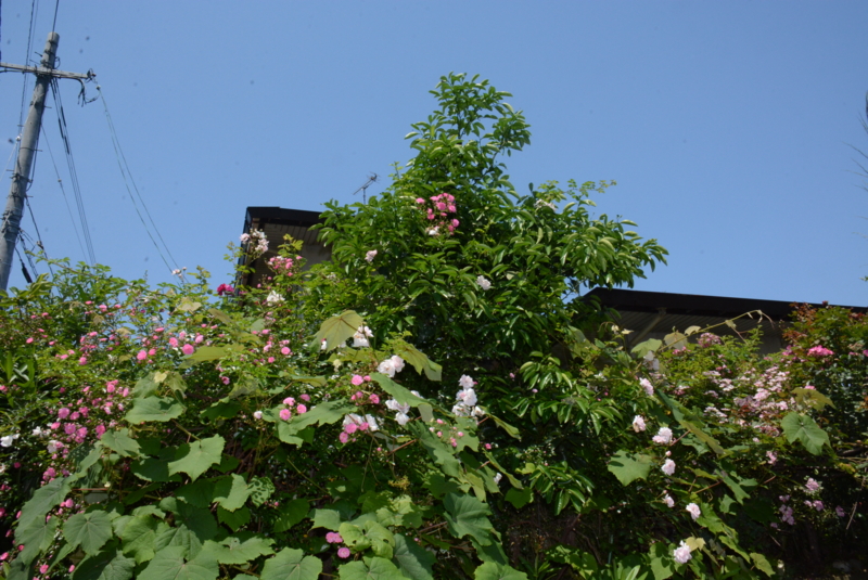 f:id:rotling:20150525104241j:image