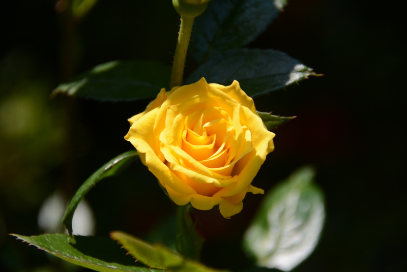 f:id:rotling:20150526095153j:image
