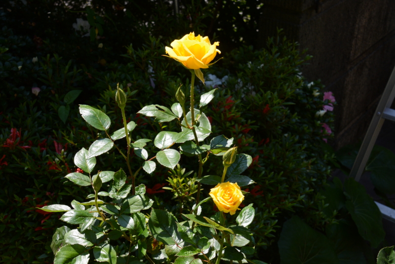 f:id:rotling:20150526095157j:image