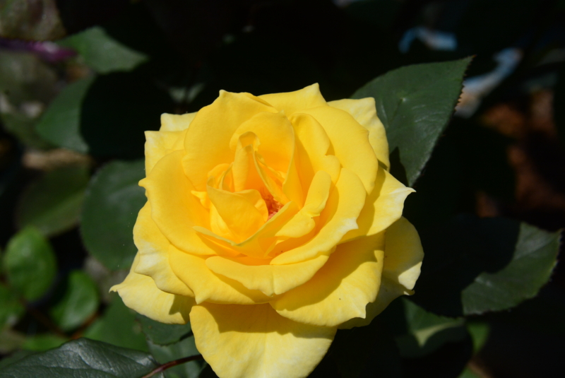 f:id:rotling:20150526095233j:image