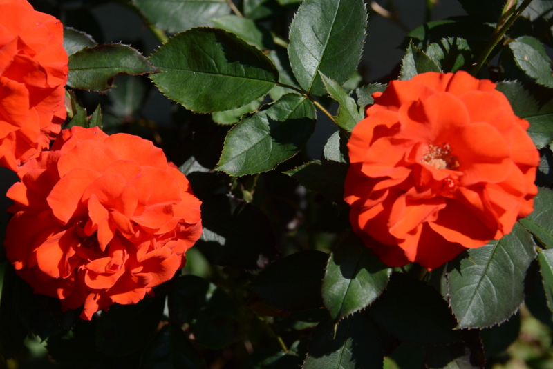 f:id:rotling:20150526095305j:image