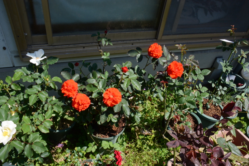 f:id:rotling:20150526095310j:image
