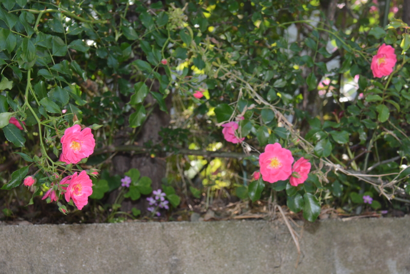 f:id:rotling:20150526131455j:image