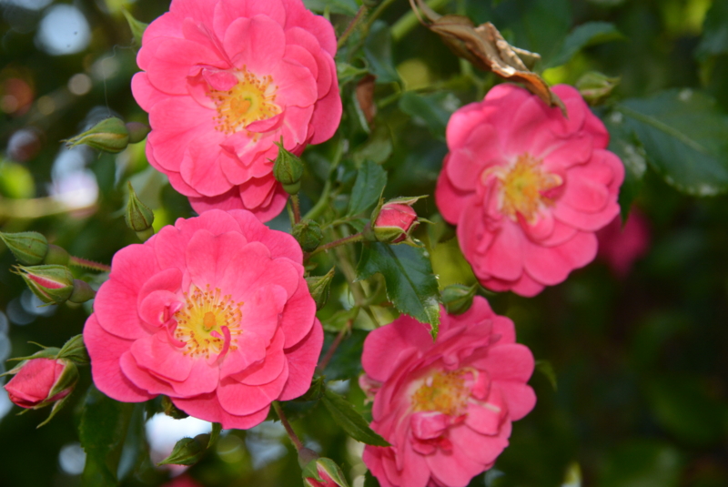 f:id:rotling:20150526131510j:image