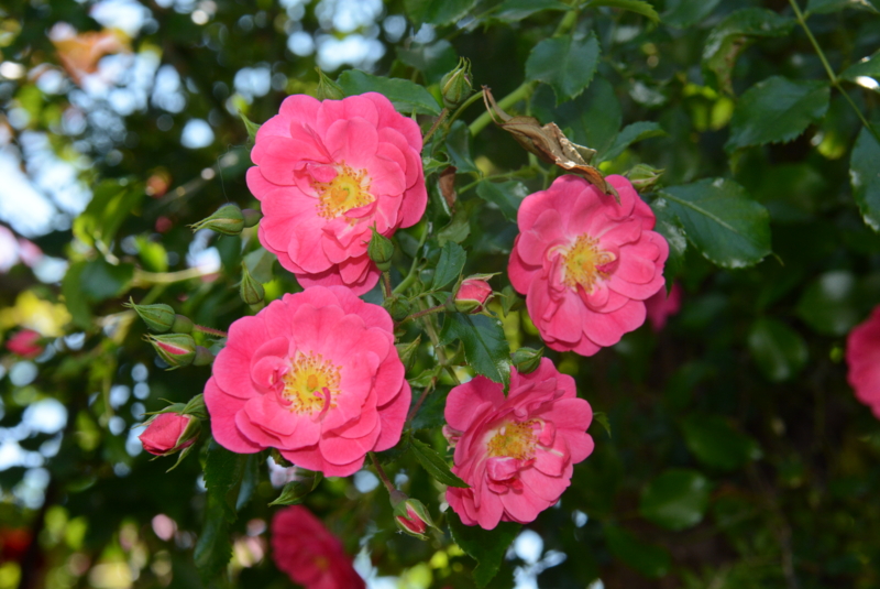 f:id:rotling:20150526131513j:image