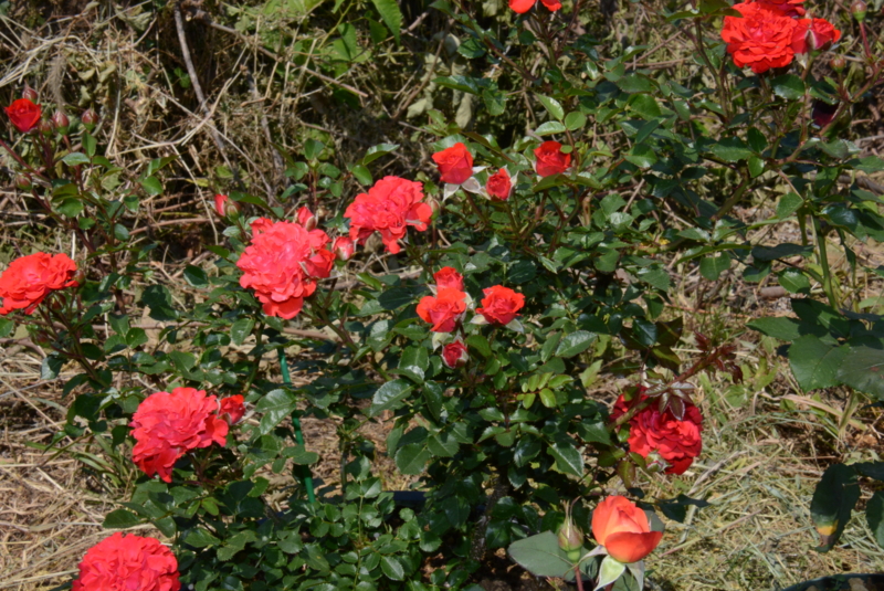 f:id:rotling:20150526131802j:image