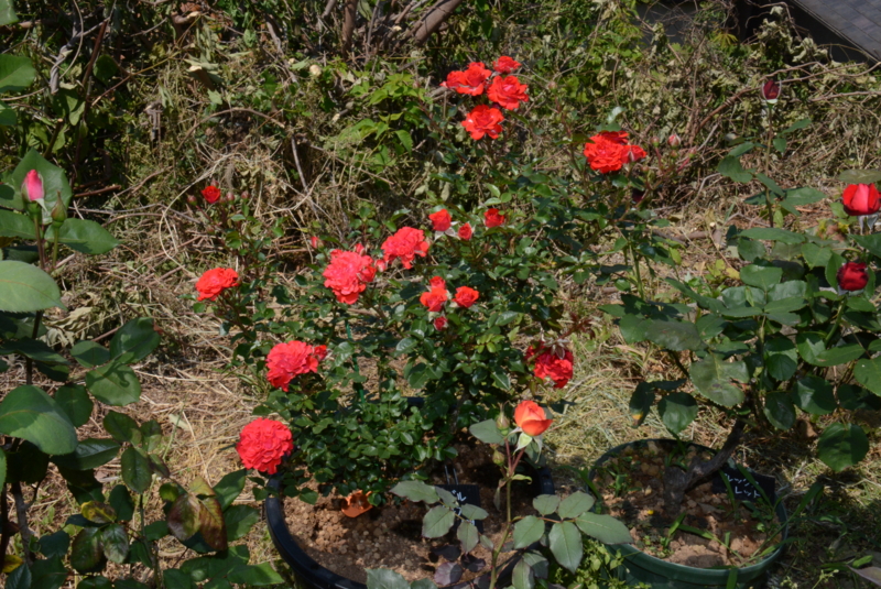 f:id:rotling:20150526131804j:image