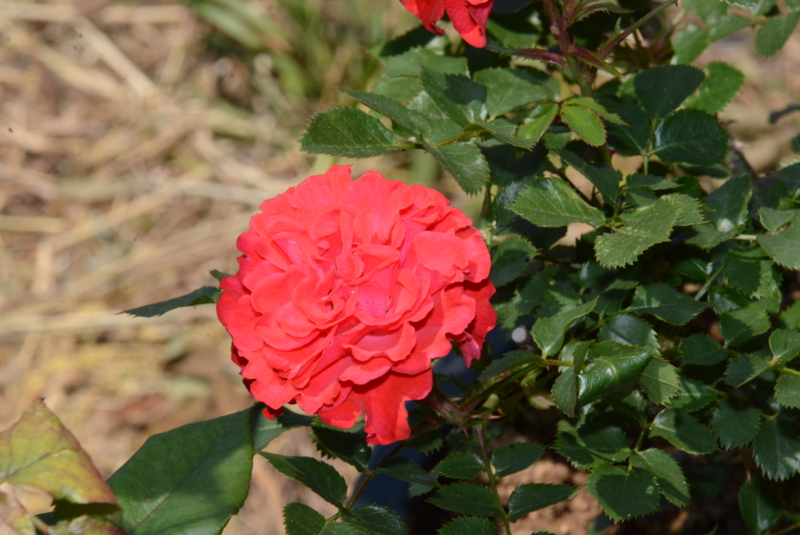 f:id:rotling:20150526131811j:image