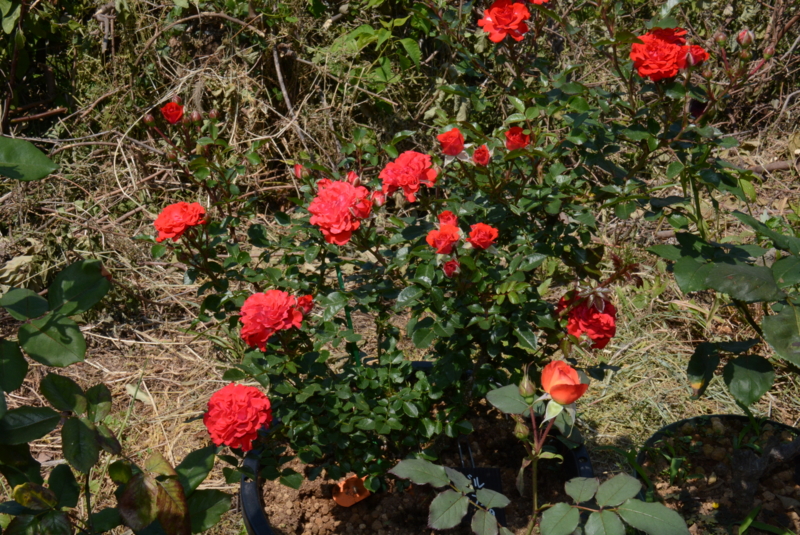 f:id:rotling:20150526131814j:image