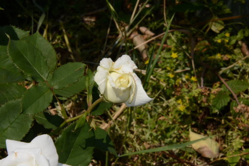 f:id:rotling:20150526131821j:image