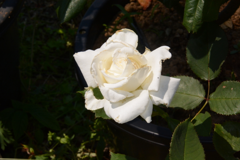 f:id:rotling:20150526131823j:image
