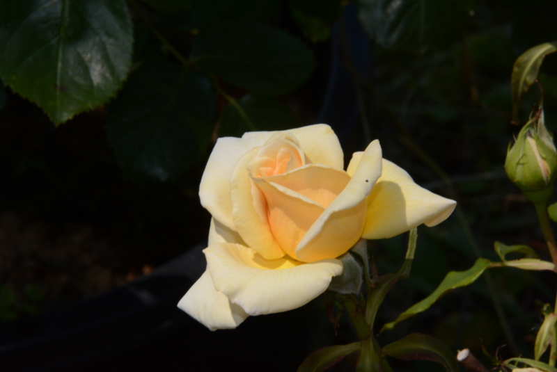 f:id:rotling:20150526131834j:image