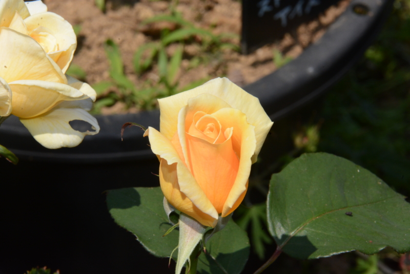 f:id:rotling:20150526131835j:image