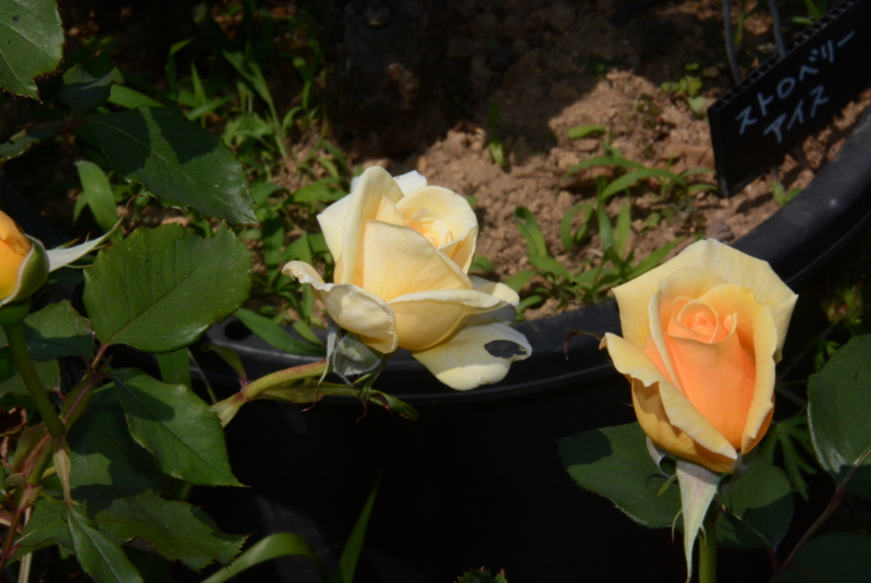 f:id:rotling:20150526131837j:image