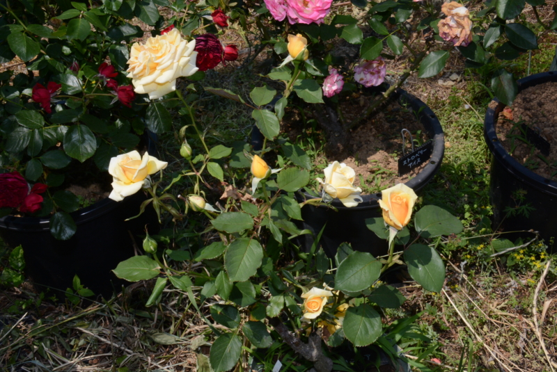 f:id:rotling:20150526131840j:image