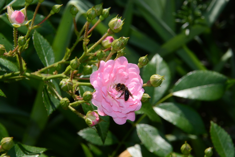f:id:rotling:20150526132008j:image