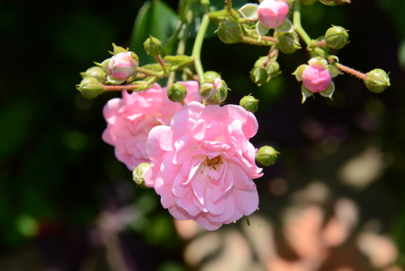 f:id:rotling:20150526132010j:image