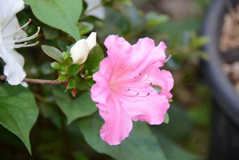 f:id:rotling:20150527070920j:image