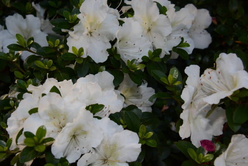 f:id:rotling:20150527070930j:image