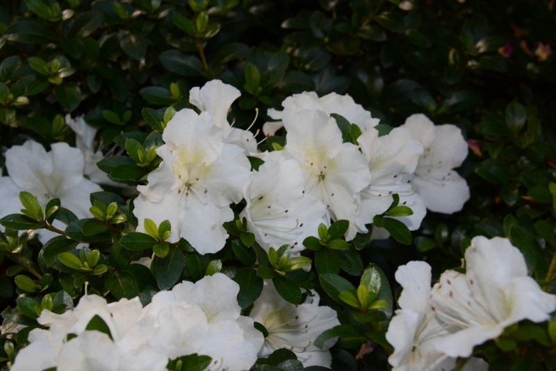 f:id:rotling:20150527070931j:image