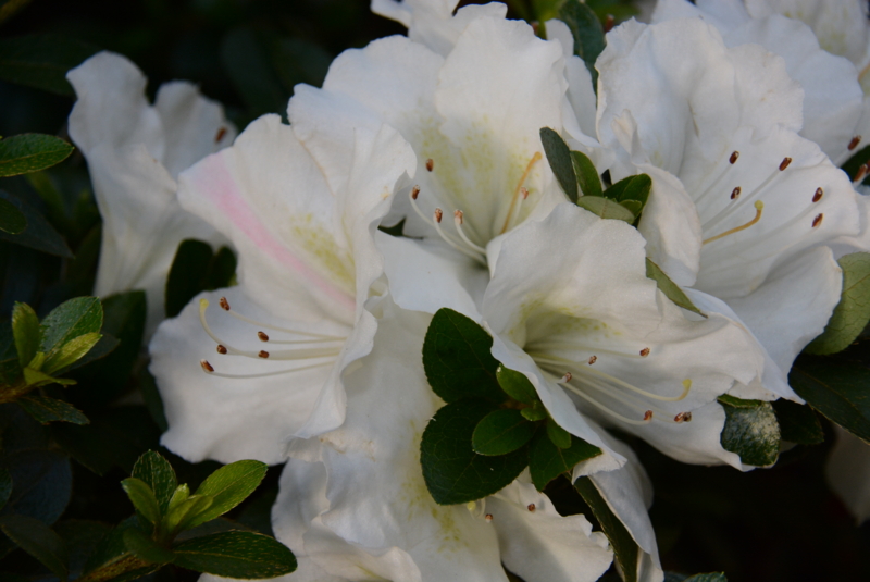 個別「サツキ」の写真、画像 rotling's fotolife