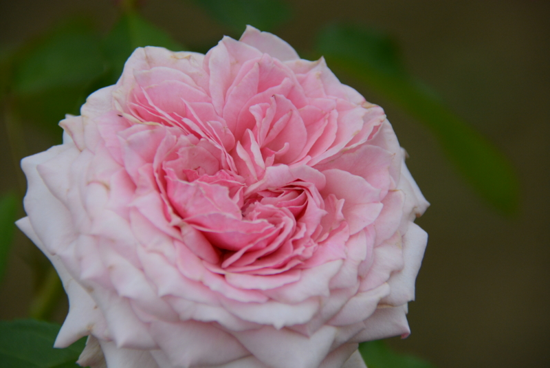 f:id:rotling:20150529085151j:image
