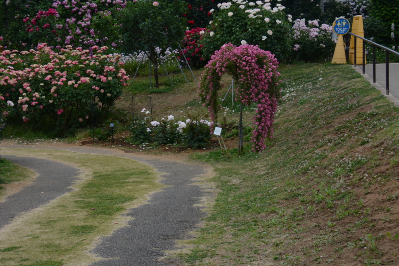 [京成バラ園 2015年5月][バラ]