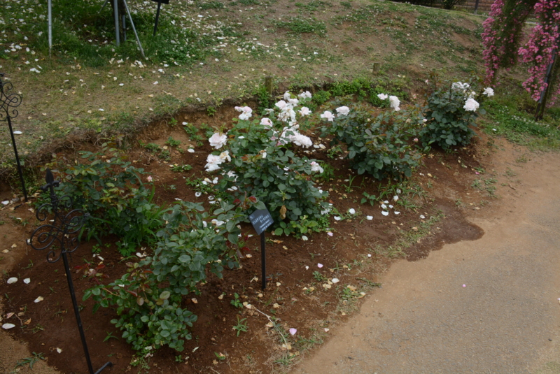 [京成バラ園 2015年5月][バラ]