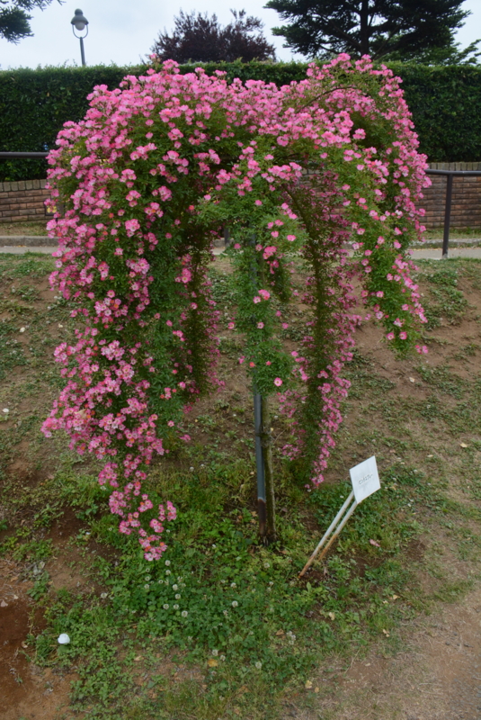 f:id:rotling:20150529085648j:image