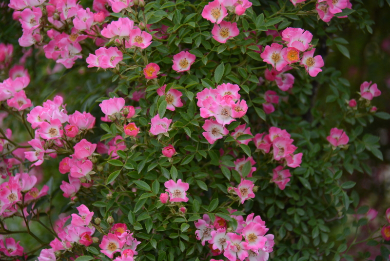 f:id:rotling:20150529085652j:image