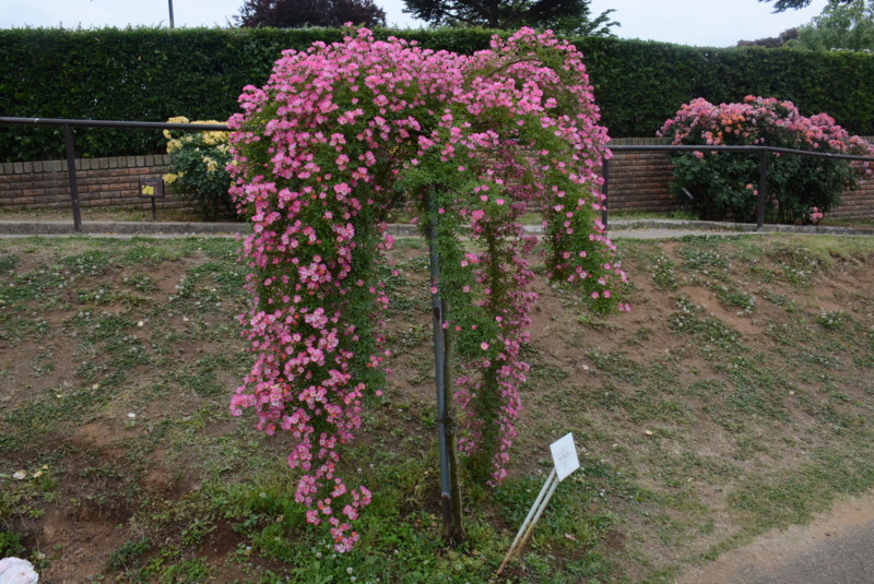 f:id:rotling:20150529085655j:image