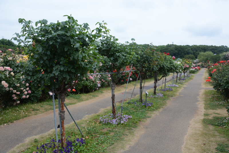 f:id:rotling:20150529085729j:image