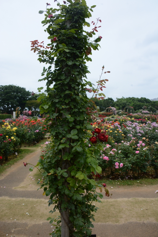 [京成バラ園 2015年5月][バラ]