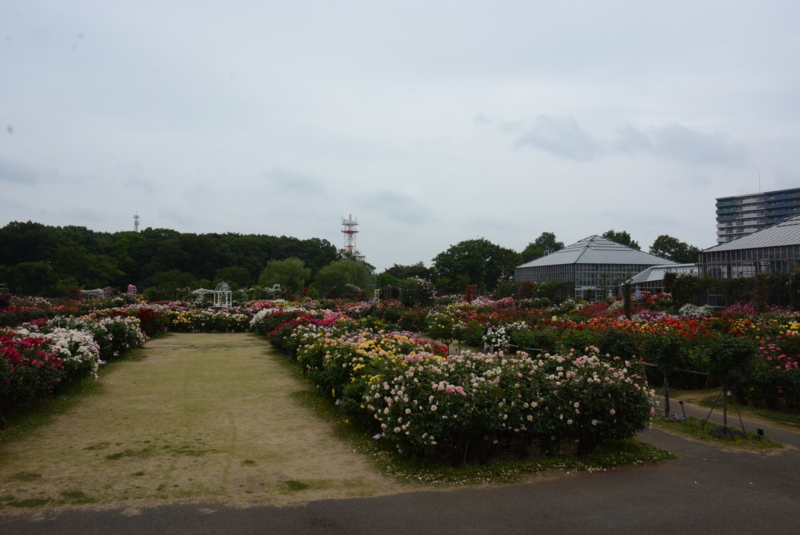 [京成バラ園 2015年5月][バラ]