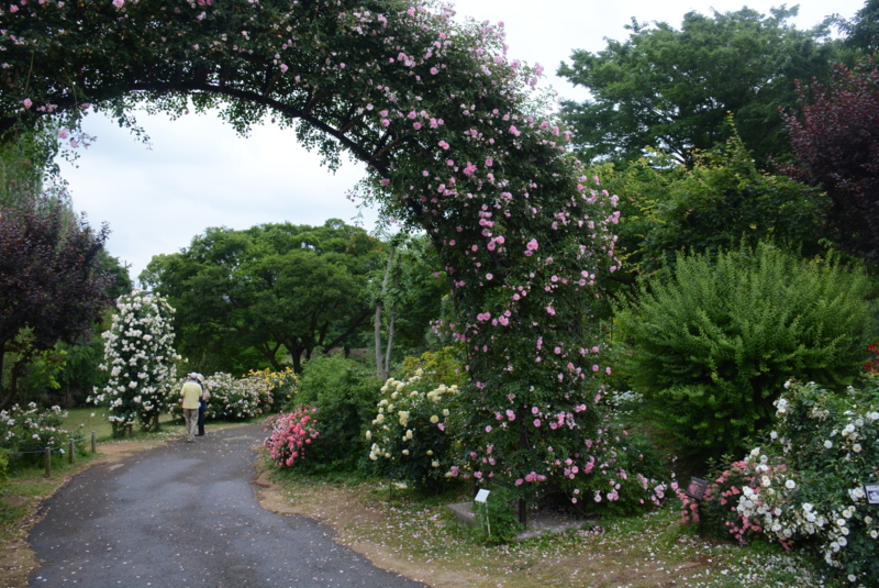 [京成バラ園 2015年5月][バラ]