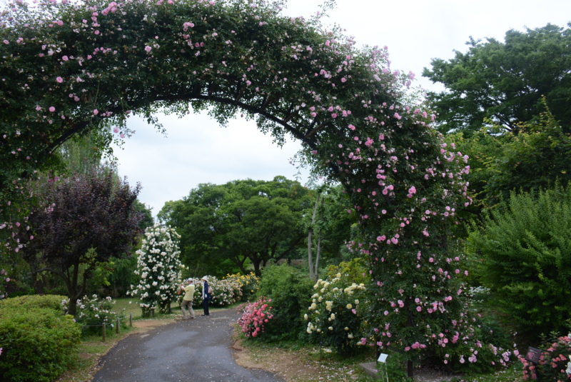 [京成バラ園 2015年5月][バラ]